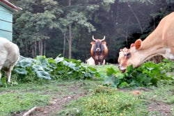 Animal Advocacy
