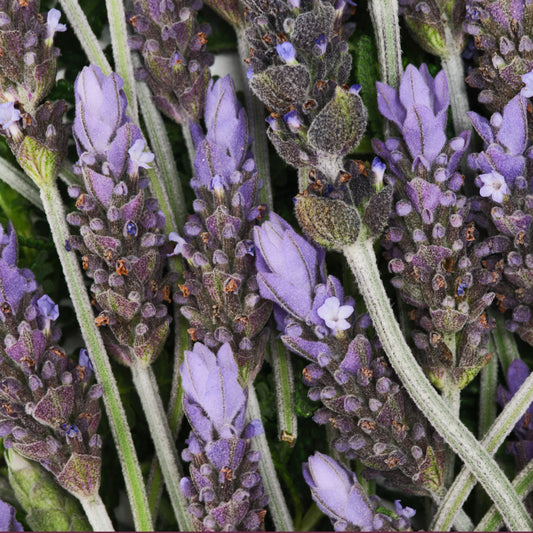 Lavender - Pure-Castile Magic Bar Soap